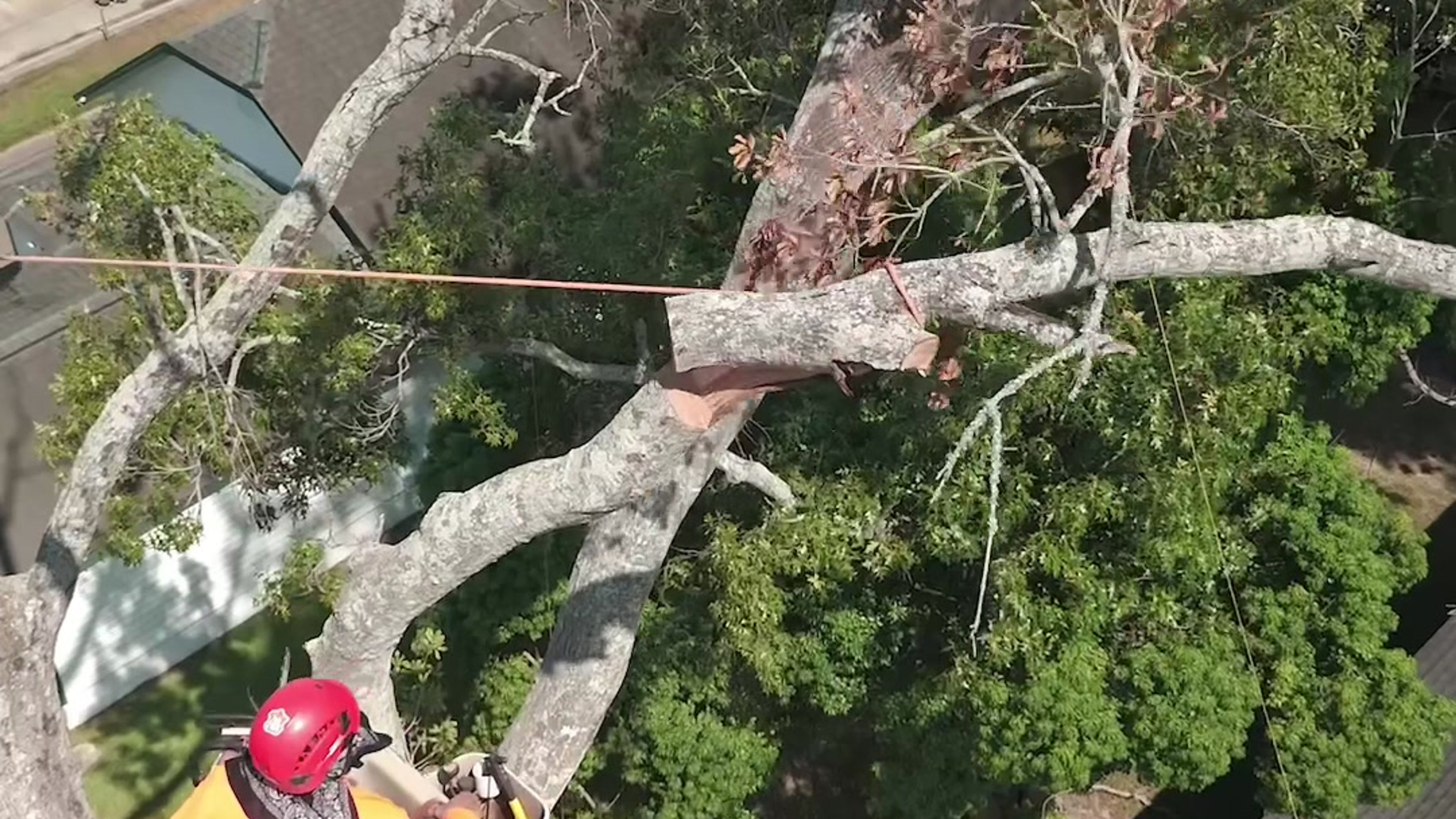 Tree Removal in Action